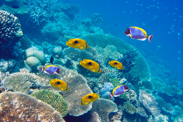 Colourful coral reef and tropical fish underwater in Mauritius